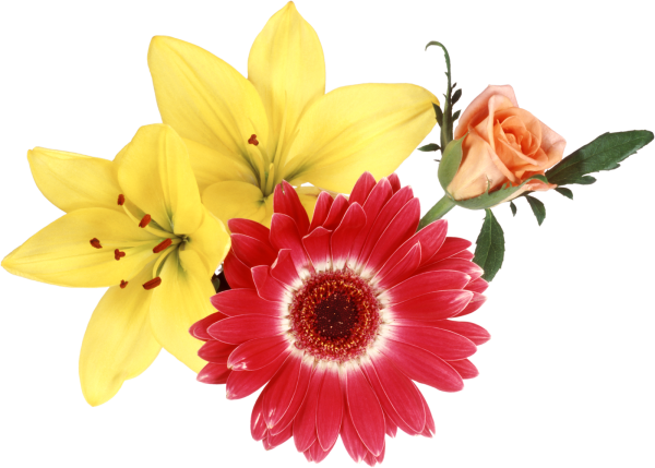 Цветы на прозрачном фоне