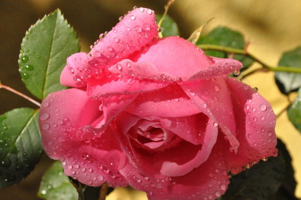 Роса на цветах