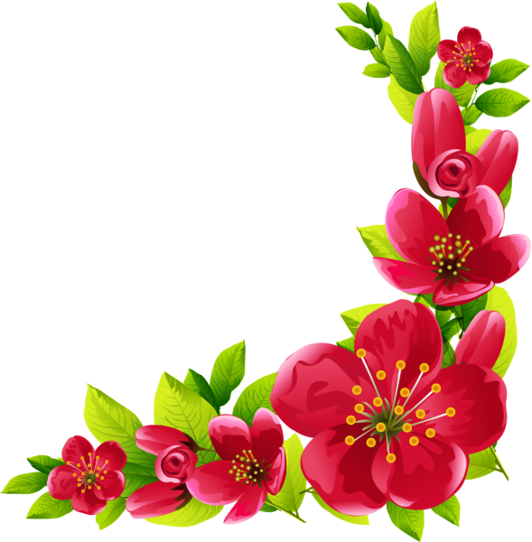 Цветы на белом фоне