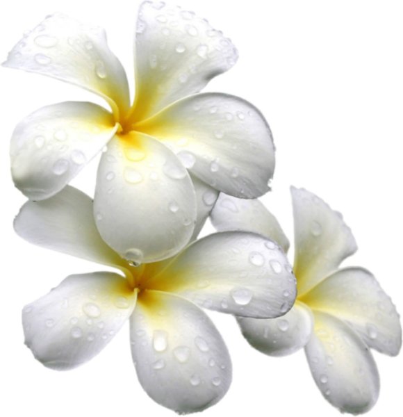 Векторные цветы