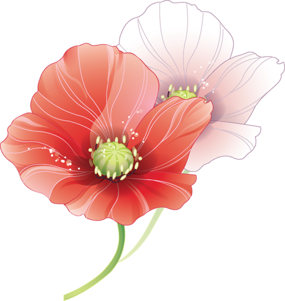 Клипарт цветы на прозрачном фоне