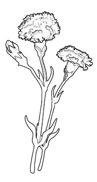 Гвоздики рисунок