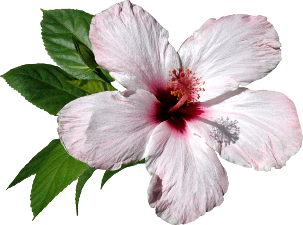 Рисунок цветов на прозрачном фоне