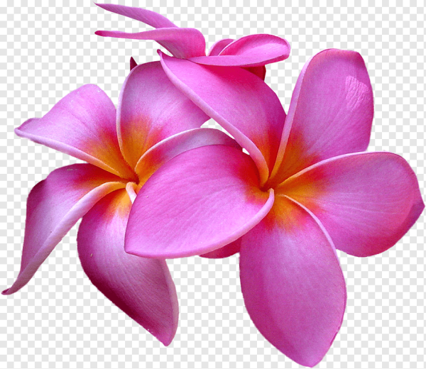 Цветы на прозрачном фоне