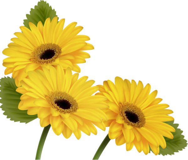 Цветы на прозрачном фоне