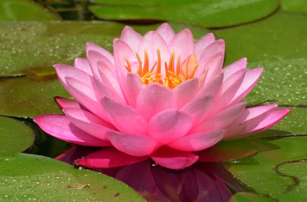 Nymphaea Lotus кувшинка