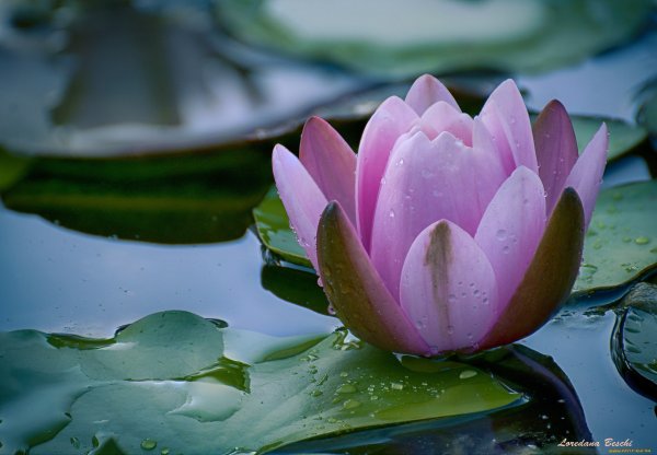 Кувшинка Лилия Лотос