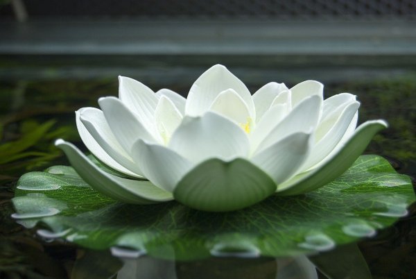 Лотос кувшинка водяная Лилия