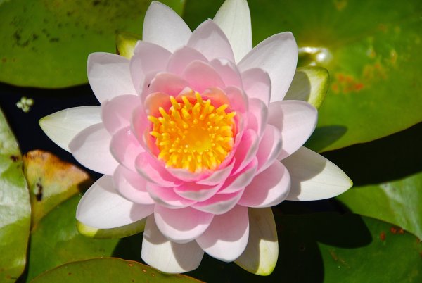 Водяная Лилия кувшинка