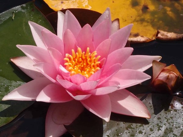 Лотос кувшинка водяная Лилия