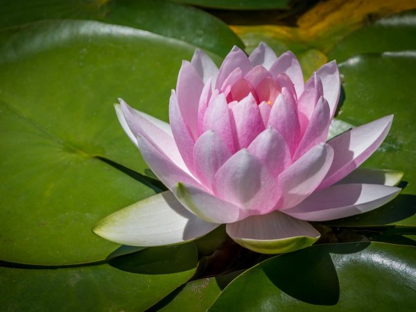 Водяная Лилия/Nymphaea