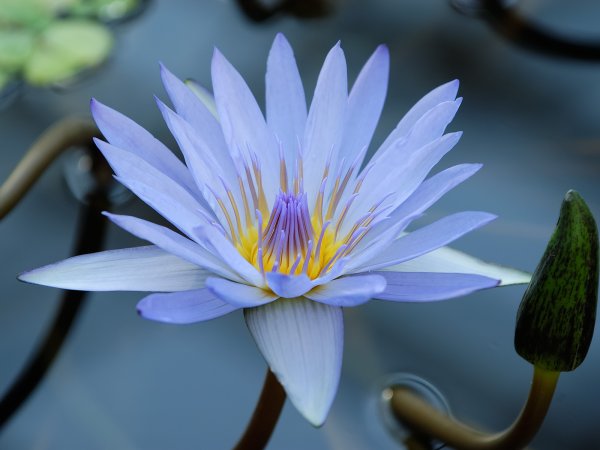 Нимфея цветок