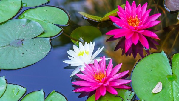 Нимфея 'Rosennymphe'