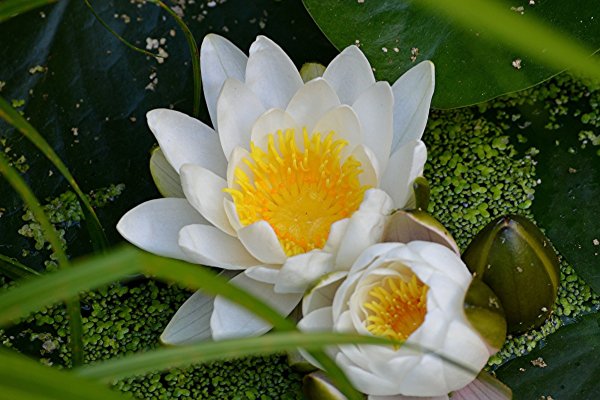 Кувшинка белоснежная (Nymphaea Candida)