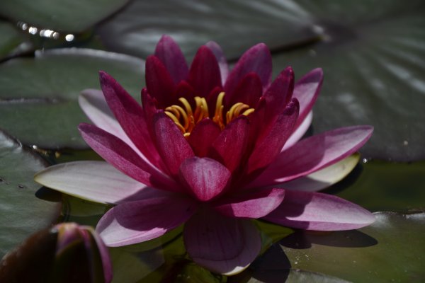 Лотос кувшинка водяная Лилия