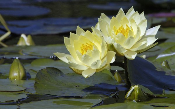 Кувшинка лилии Лотос кубышка