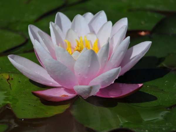 Лотос кувшинка кубышка