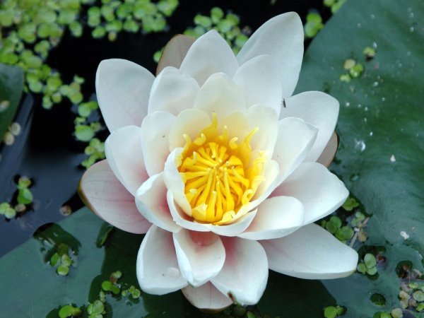 Кувшинка белая водяная Лилия