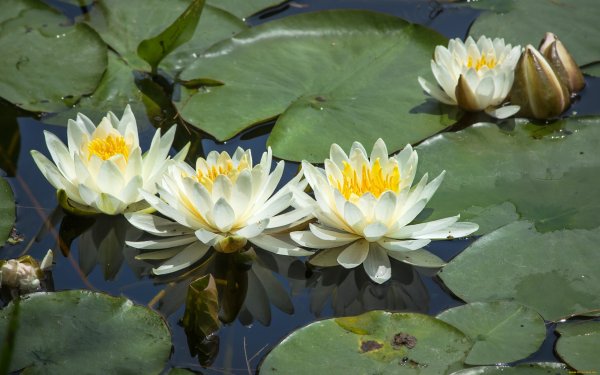 Кувшинка белая водяная Лилия