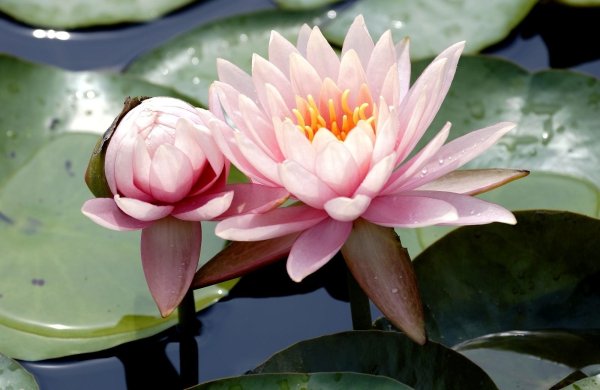 Nymphaea Lotus кувшинка