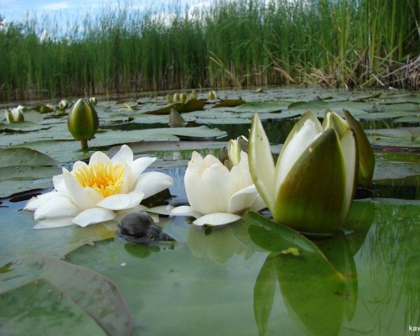 Кувшинка белая Болотная