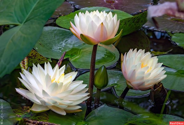 Водяная Лилия/Nymphaea