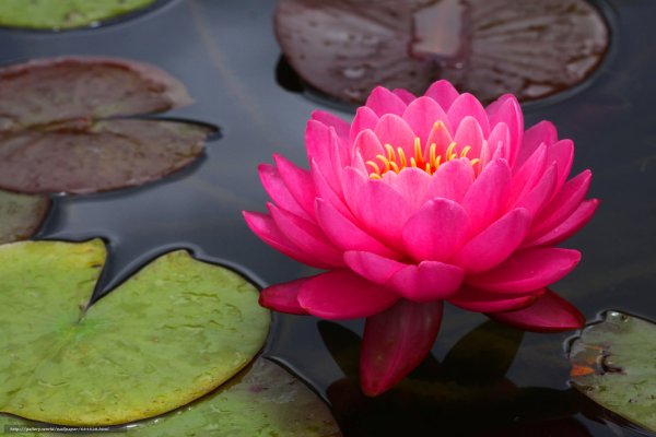 Нимфея красный Лотос