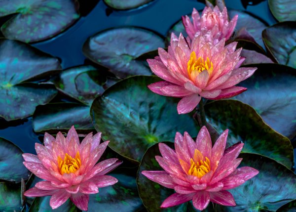 Кувшинка нимфея