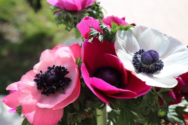 Анемоны микс