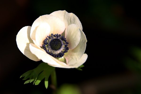 Anemone vitifolia