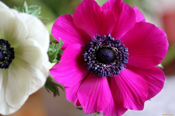 Anemone цветок