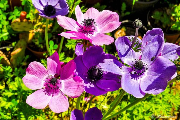 Анемона ветреница