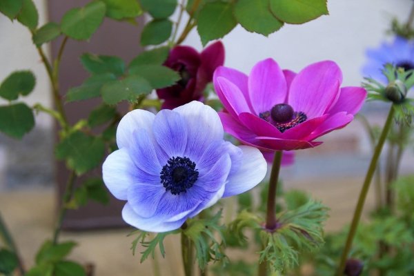 Анемона ветреница