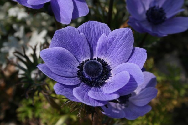 Анемона ветреница голубая