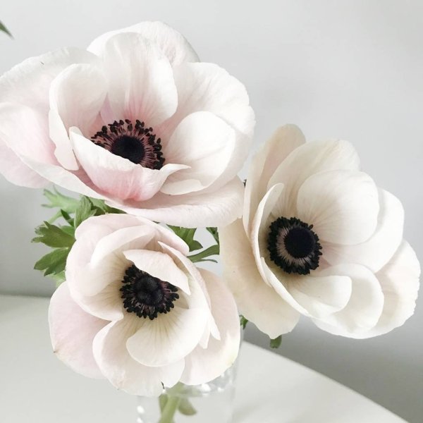 Анемон Мистраль белый