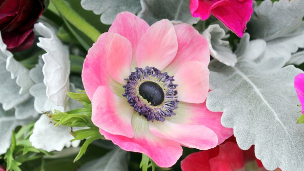 Анемона цветок