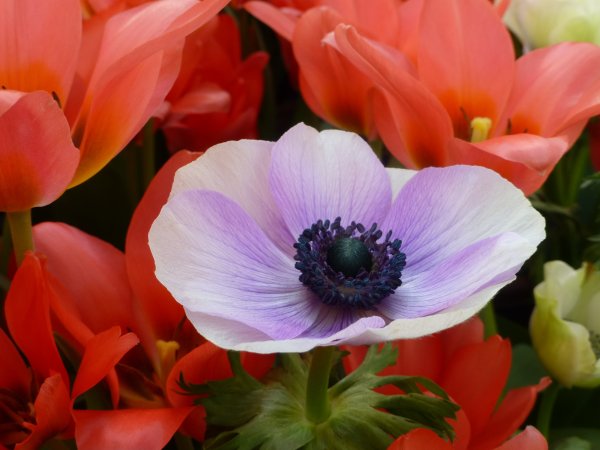 Анемона де Кан