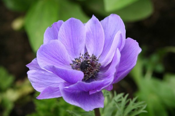Анемона (Anemone)