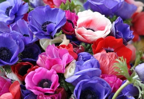 Анемона разноцветная