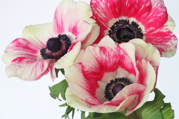 Anemone цветок