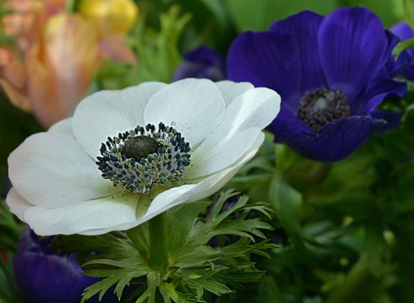 Ветреница корончатая