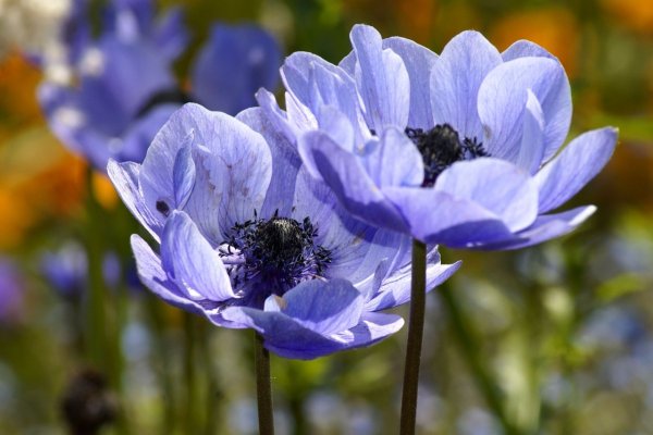 Анемона корончатая (Anemone coronaria)