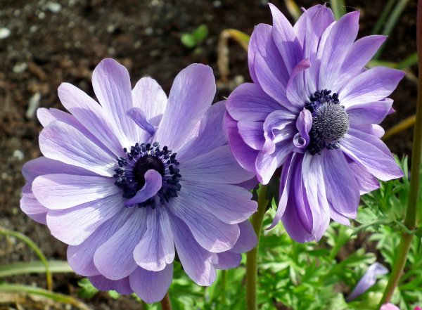 Анемона ветреница