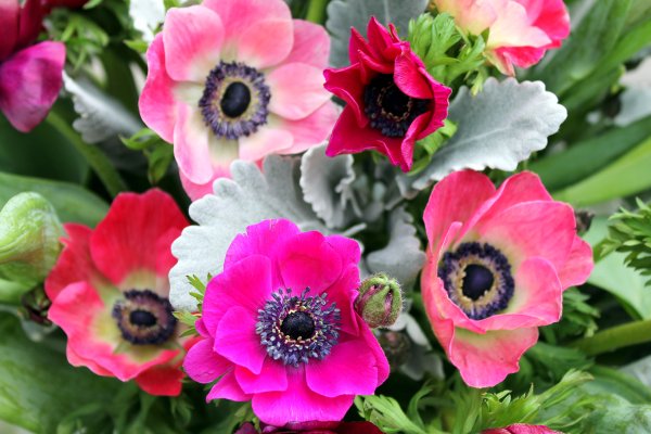 Анемоны цветы