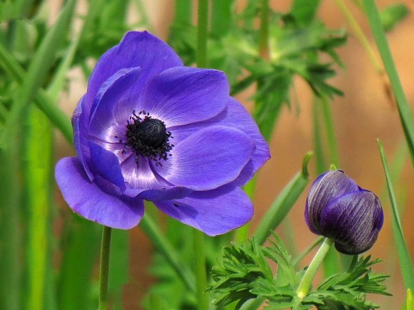 Анемона ветреница