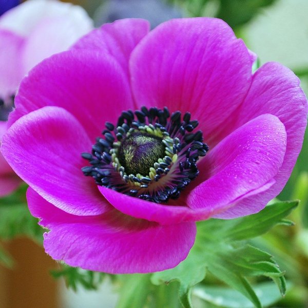 Анемона корончатая (Anemone coronaria)