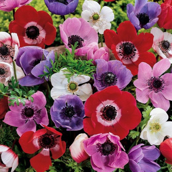 Анемона корончатая де Каен