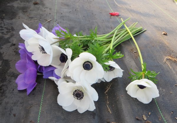 Анемон белый