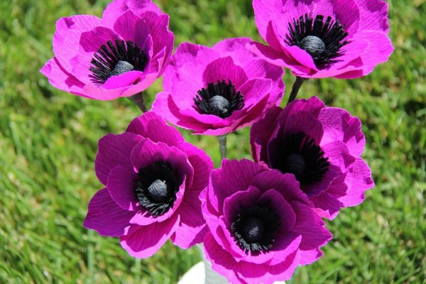 Анемона ветреница