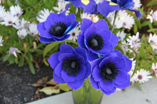 Анемона корончатая сент Бриджит